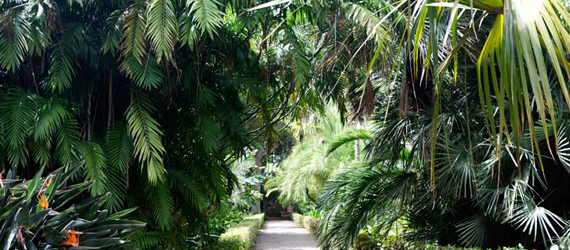 Escribe email Perjudicial Increíble Isla de Tenerife Vívela: Jardín Botánico de Puerto de la Cruz