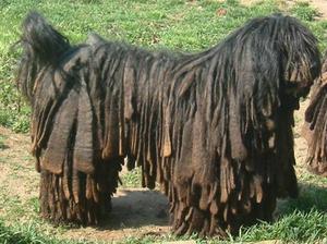 bergamasco dog