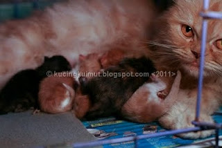 kitty melahirkan, kucing melahirkan, kelahiran anak kucing, bayi kucing, kitten