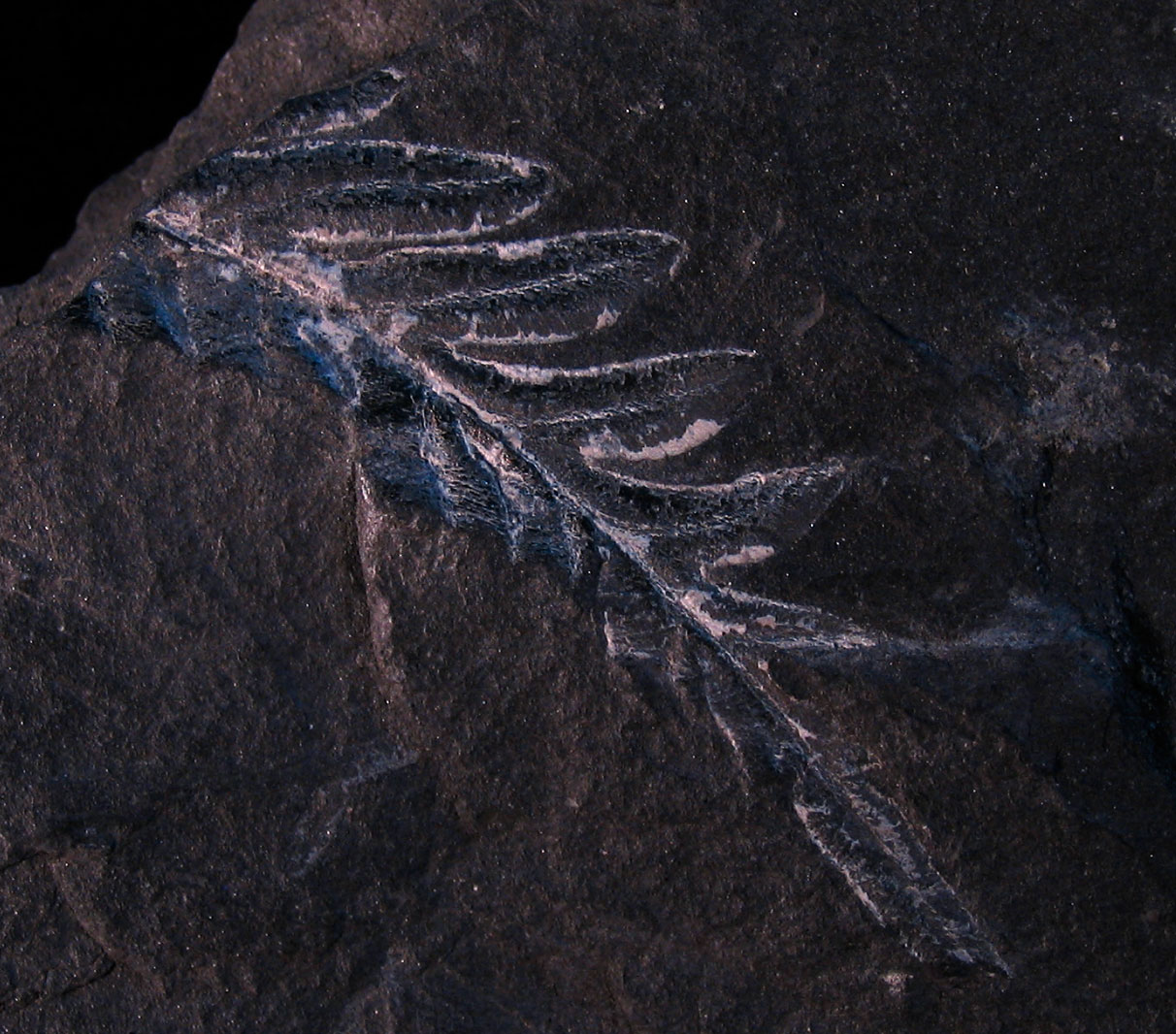 Палеоботаника растений. Палеонтология. Презентация на тему палеоботаника. Палеоботаника палеонтология таблица. Палеоботаника это кратко.