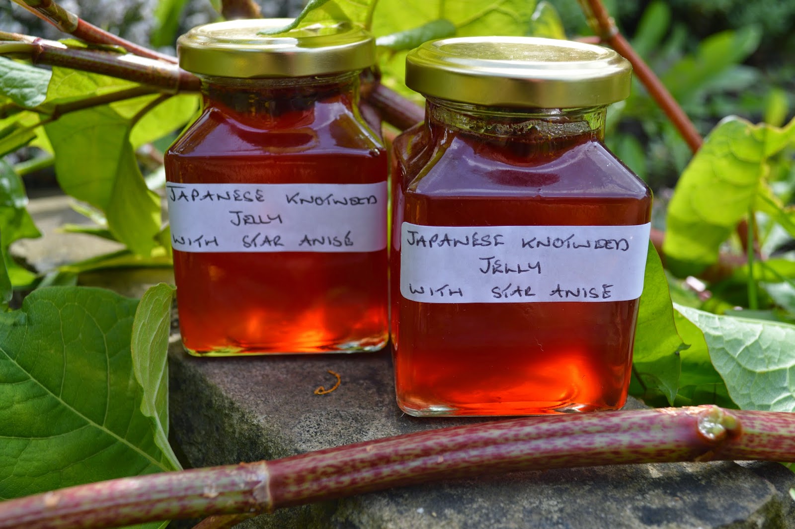 Japanese Knotweed Recipes