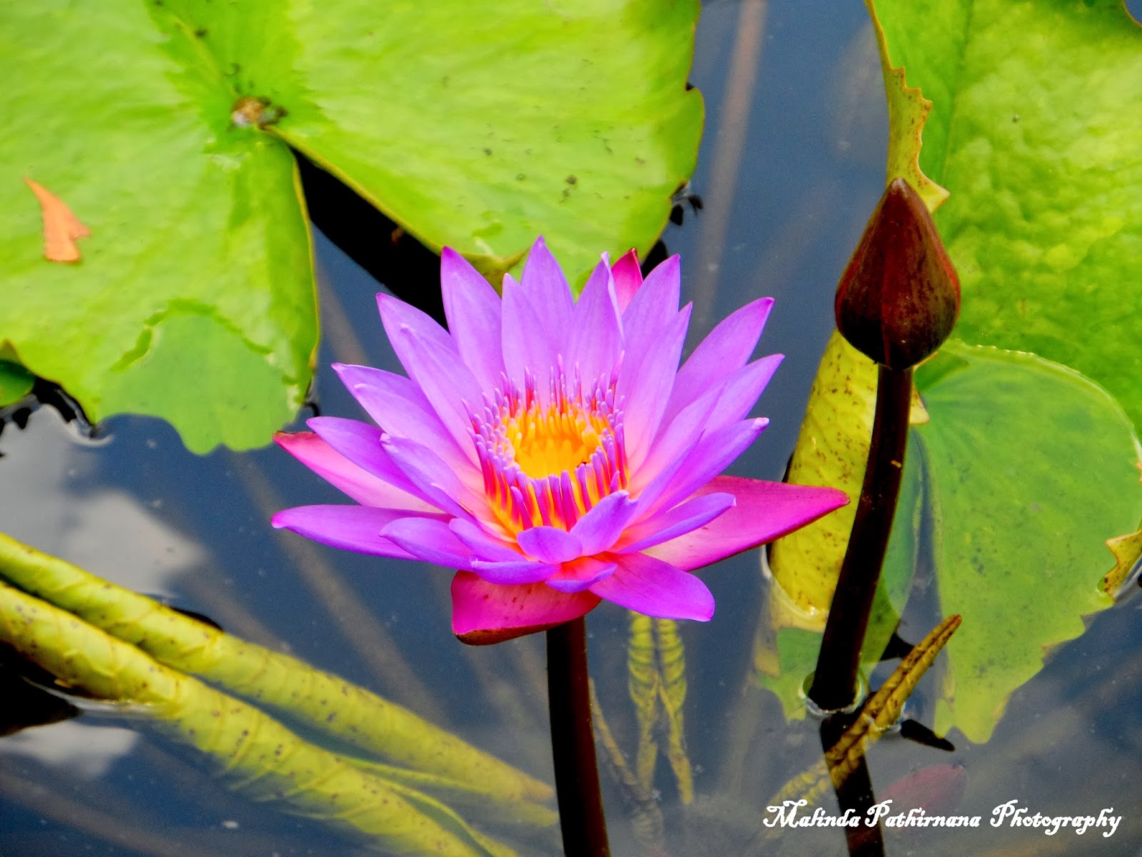 Malinda Pathirana Photography National Flower of Sri Lanka