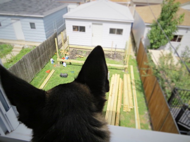 Finn watching construction progress from above