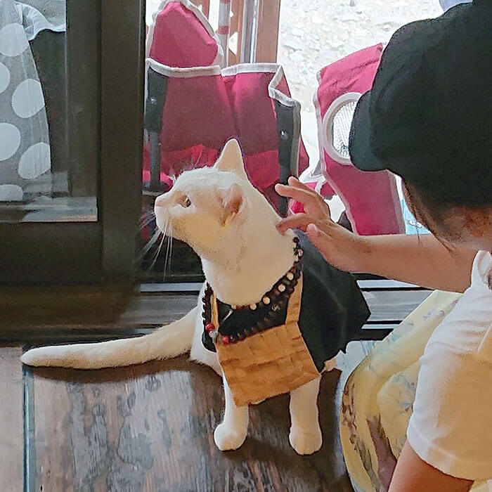 There Is A Japanese Cat Shrine, And Its Monks Are Adorable There Is A Japanese Cat Shrine, And Its Monks Are Adorable