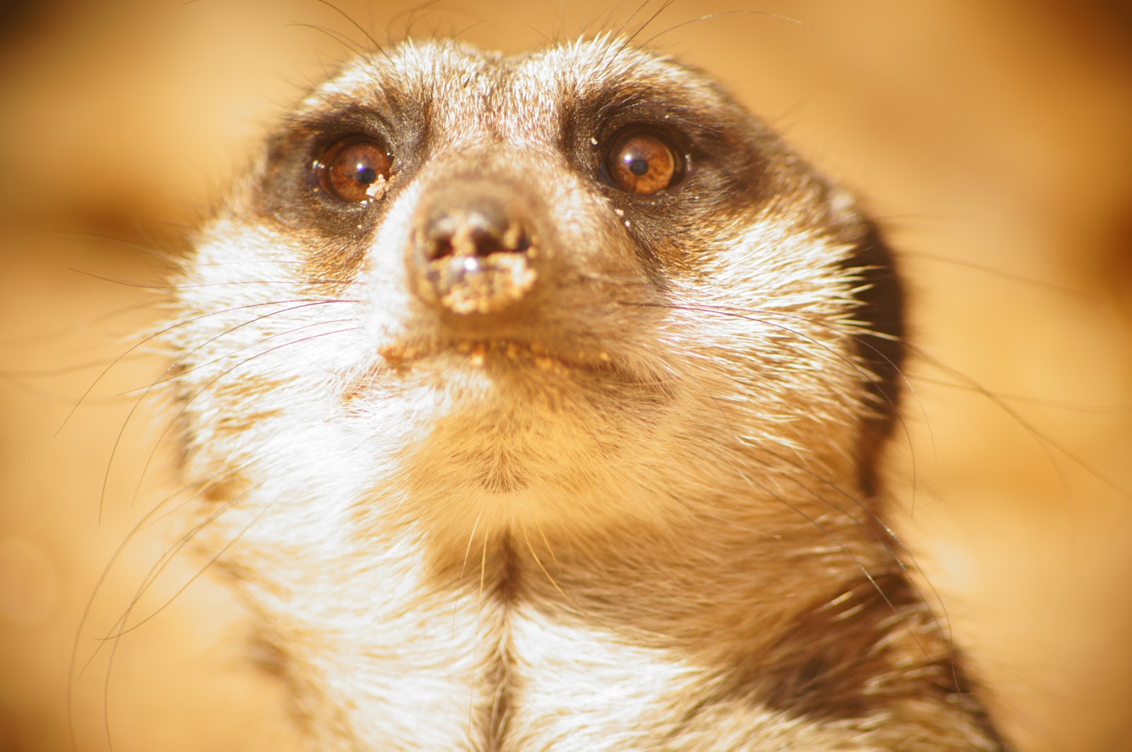 royalty free image of a meerkat
