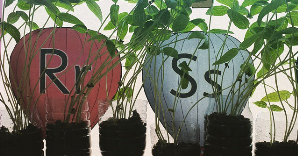 5 Genius Small-Space Garden Ideas - 101 Gardening