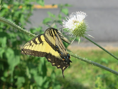 Tiger Swallowtail, Sunday, August 14, 2016, 8:13:20 AM