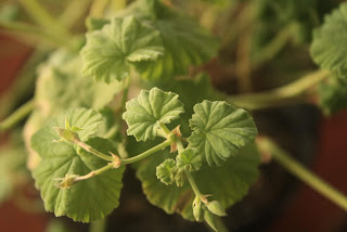 hojas de pelargonium odoratissimum