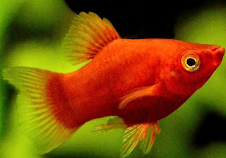 Ikan Platy Gambar Ikan Platy
