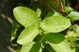 aayurvedic upchar top ghrelu nushkhe
