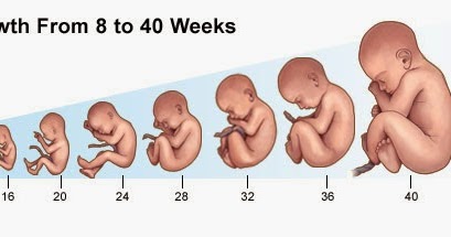 Stages of fetal growth