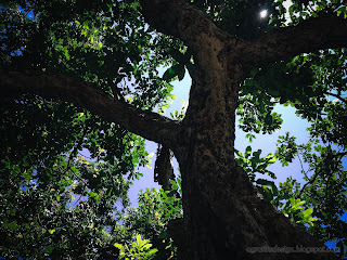 Natural View Of Branches And Leaves Of Old And Big Tree On A Sunny Day