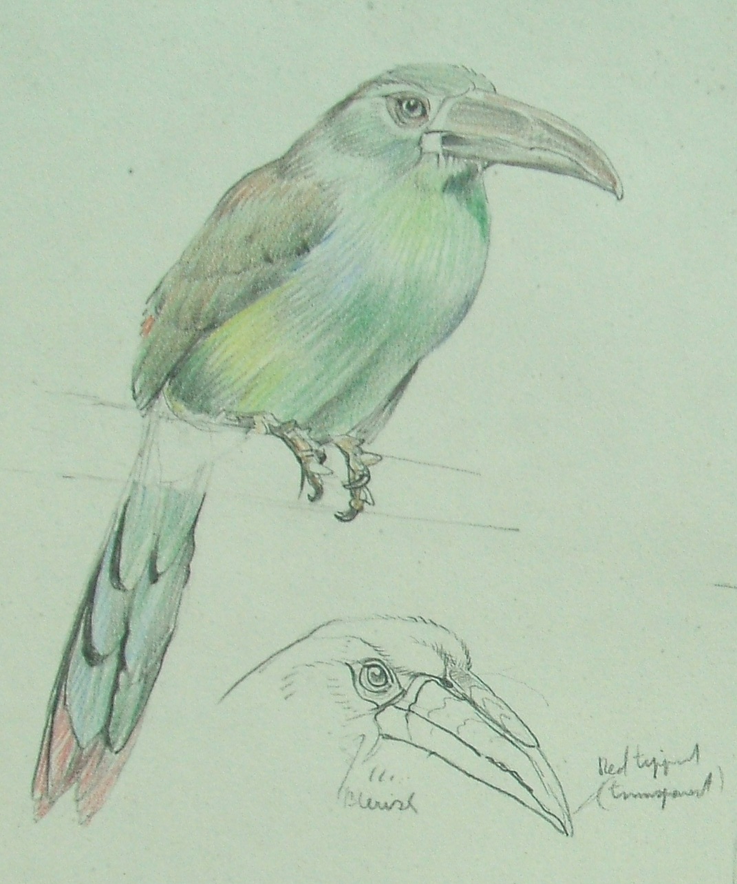 Raymond Sheppard bird sketches (Part 2)