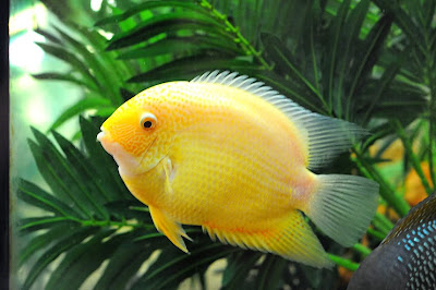CICLIDO GOLDEN SEVERUM CICLIDO GOLDEN SEVERUM