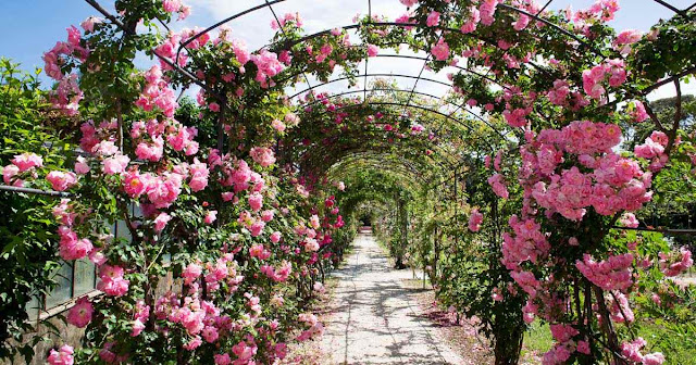 Rose garden Choosing a Garden
