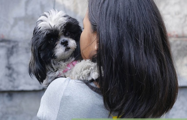 Maneiras fofas do shih tzu te dizer que te ama