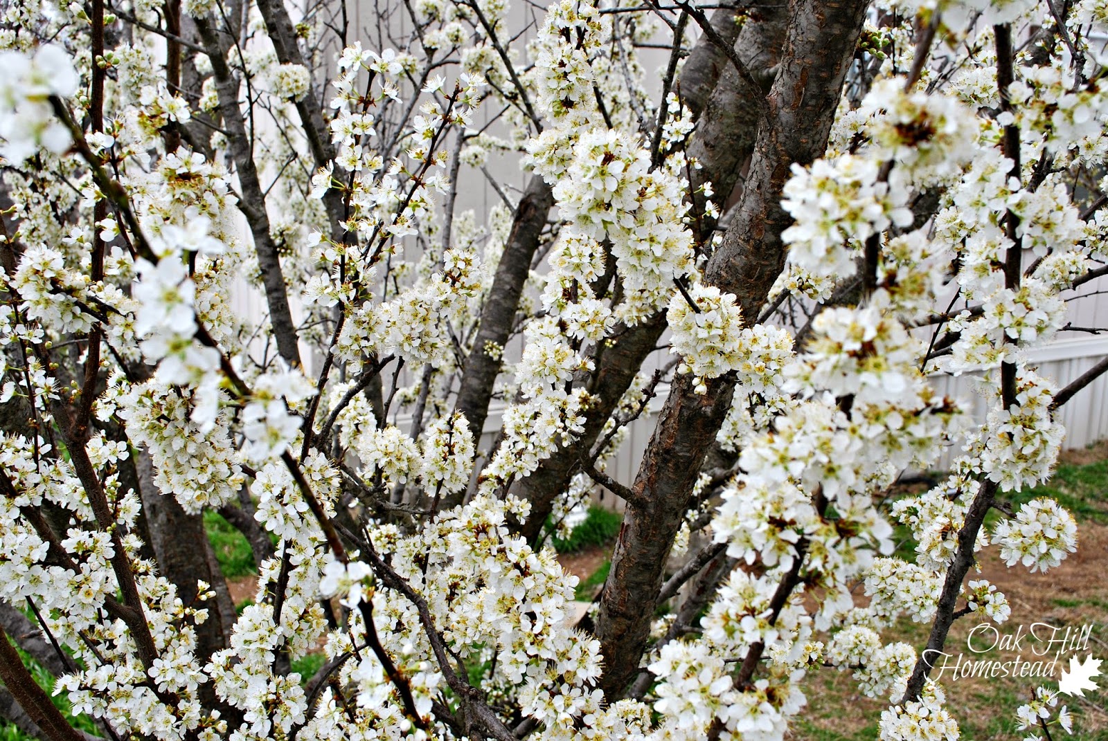 Plum Blossoms Oak Hill Homestead