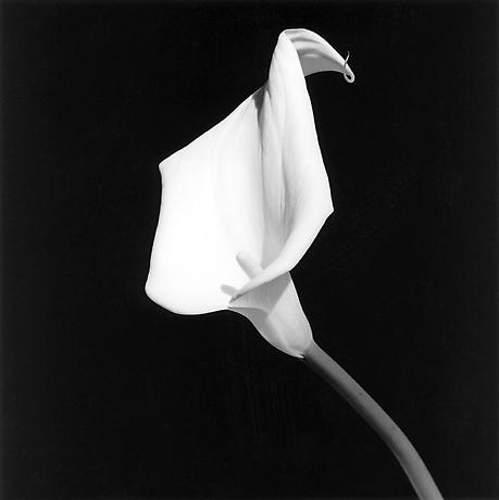 Maurizio Pecoraro - Spring Summer 2013 Fashion Show - Robert Mapplethorpe - Calla Lily, 1987 - Robert Mapplethorpe Foundation