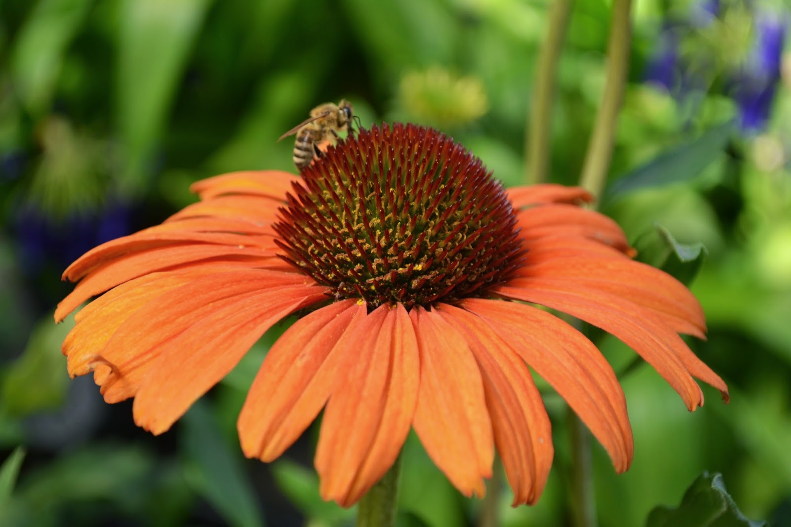 The Outlaw Gardener A quick visit to Watson's Nursery.
