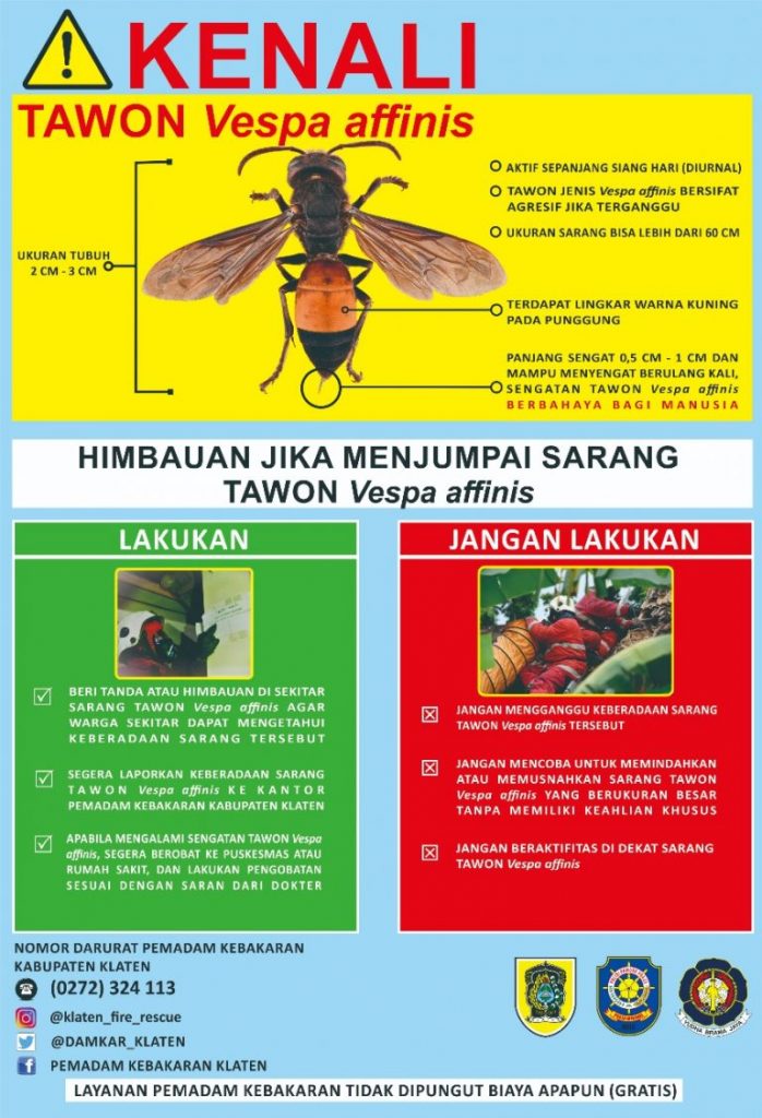 Poster layanan Pemadam Kebakaran Klaten tetang cara menangani Tawon Endhas yang tepat. Warga juga bisa menguhubungi Damkar Klaten untuk memindahkan sarang Tawon Endhas yang bisa membahayakan warga sekitar.