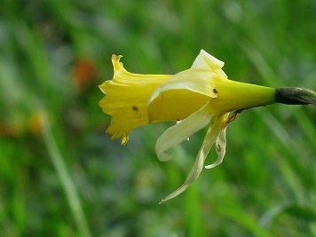 Narcissus pseudonarcissus