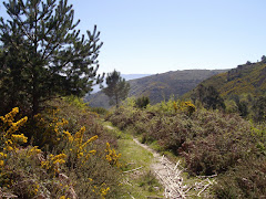 Ley 7/2012 de montes de Galicia