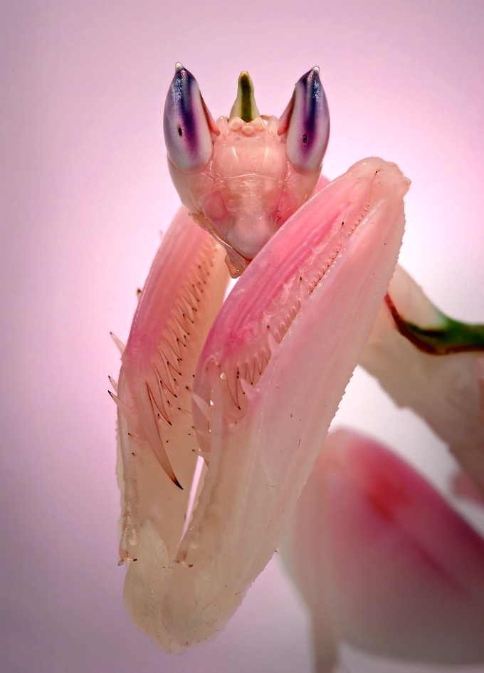 Pink Orchid Mantis Looks Like a Beautiful Flower - Koleksi Gambar ...