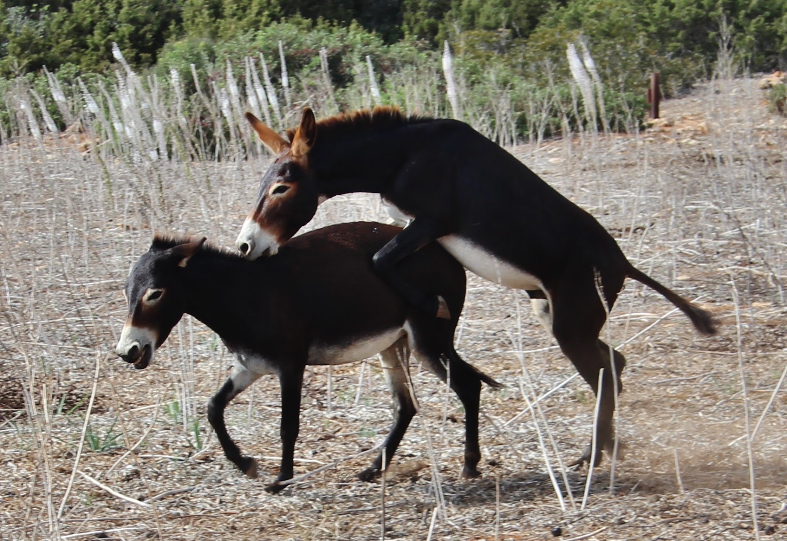 Cyprus domestic donkeys (Equus asinus) Γαϊδούρι. 