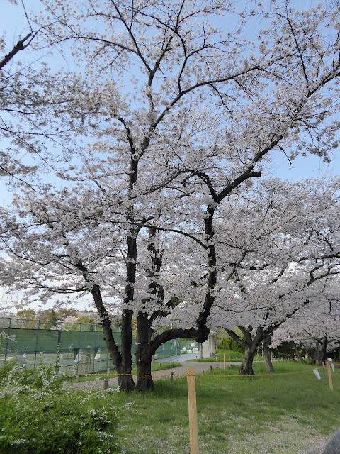 寝屋川公園 テニスコート周辺の桜