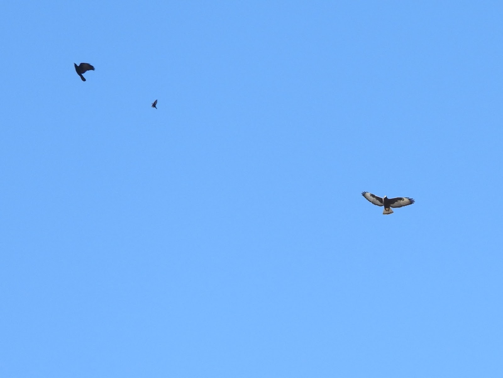 Bird & Travel Photos, Birding Sites, Bird Information SHORTTAILED