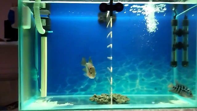 Perlengkapan Aquarium dan Fungsinya