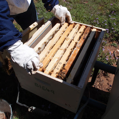 eight acres: How we control small hive beetle without chemicals