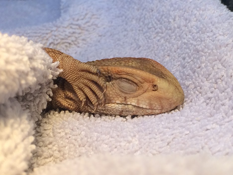 bearded-dragon-vet.jpg