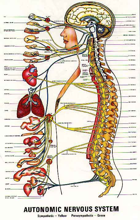 Optimal Health for an Optimal Life: April 2013