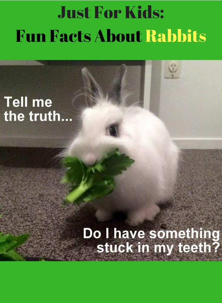 Just For Kids: Fun Facts About Rabbits | Rosa For Life