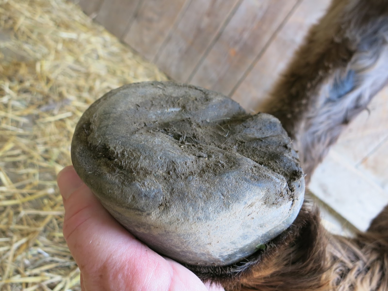 The Dancing Donkey Hoof Clinic Ramsey Triumphs