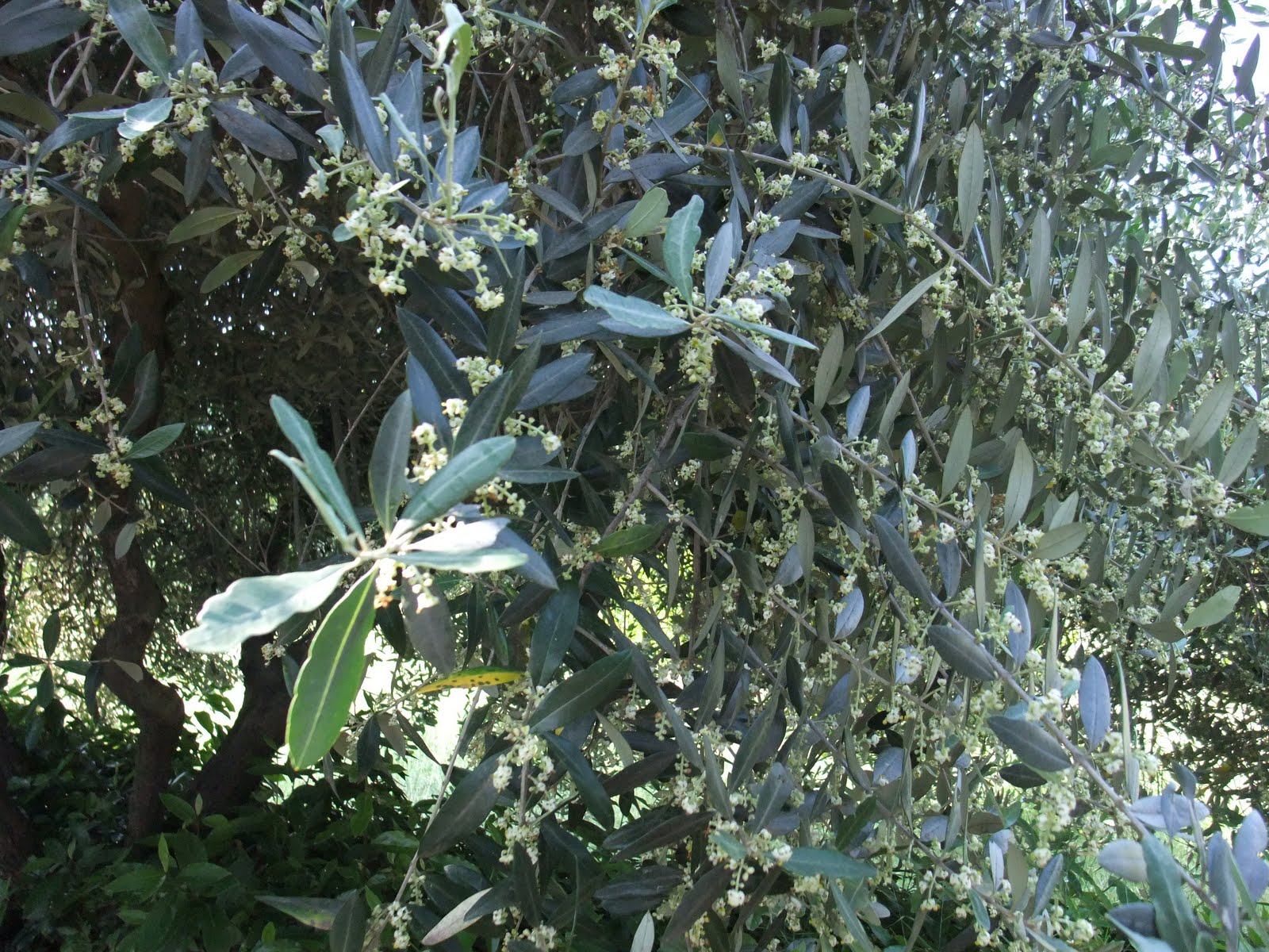 Olive tree flowers in Italy