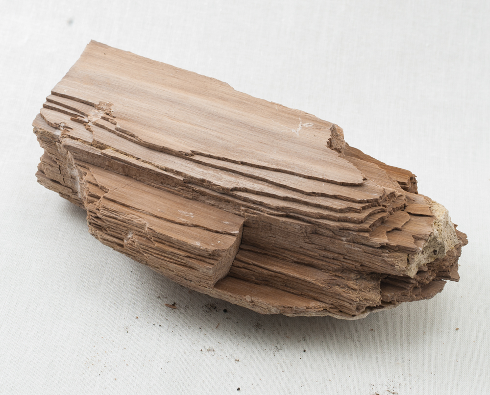 Fossil Hound Exploration Nevada Petrified Wood