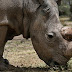 Murió ‘Sudán’, el último rinoceronte blanco macho del mundo