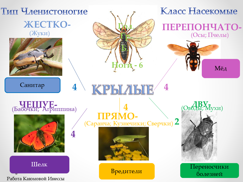 Биология тест класс насекомые. Тип Членистоногие класс насекомые. Опорный конспект насекомые. Класс насекомые Тип артропода. Конспект класс насекомые.