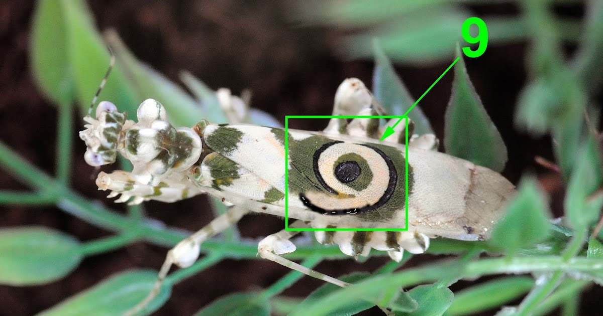 Kode Alam Kode Alam Togel Kode Alam Binatang Kode