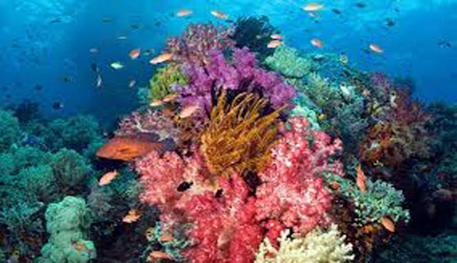 best diving in Sulawesi Lembeh
