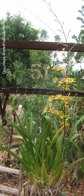 ORQUÍDEAS * BROMÉLIAS: 51 - Orquídea: Oncidium sphacelatum