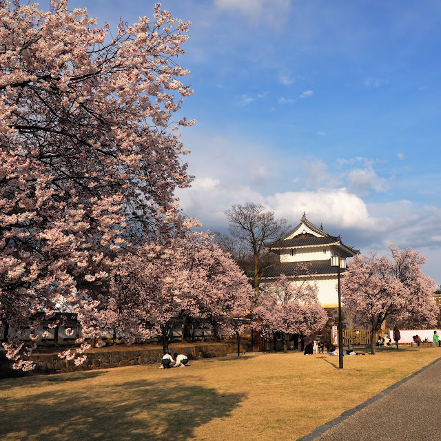 甲府城　舞鶴城公園　桜