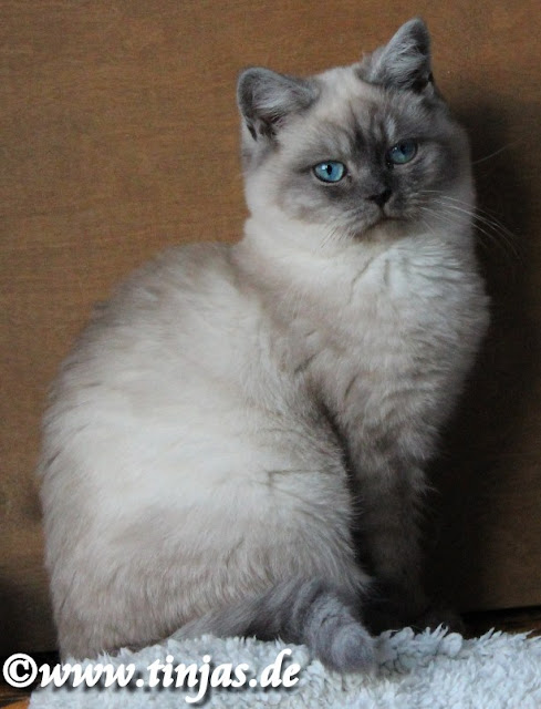 Farbe seal smoke point Rasse Britisch Kurzhaar Britisch Kurzhaar Kater in der Farbe seal smoke point