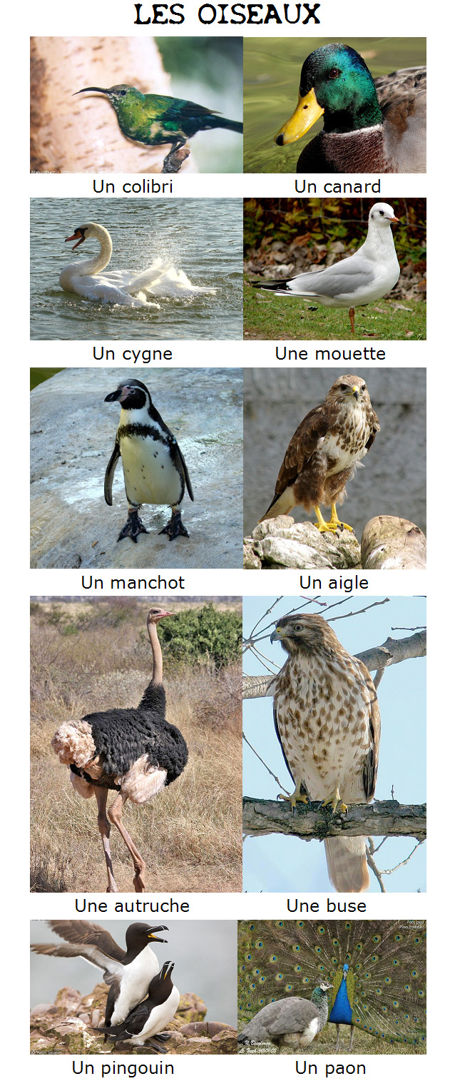 https://4.bp.blogspot.com/-grJwB8tB6qw/WqlwftNLdJI/AAAAAAAAK20/NtY1r6uMkUcFcQIFqxWsiQGHUnscHyx-ACEwYBhgL/s1600/LES%2BOISEAUX.jpg Ptaki - słownictwo 1 - Francuski przy kawie