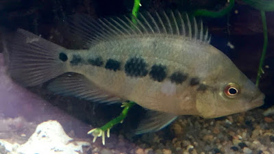 gambar ikan red devil berwarna hijau abu-abu