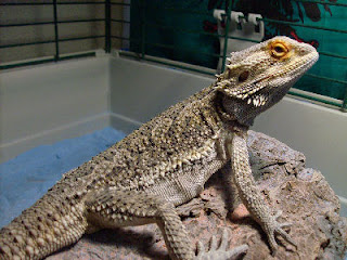 calcium-for-bearded-dragon-6