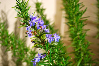 rosemary, cooking, herb
