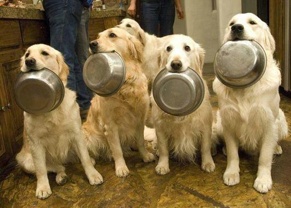 Good Dog Food Brand For Pitbulls Good Dog Food Brand For Pitbulls